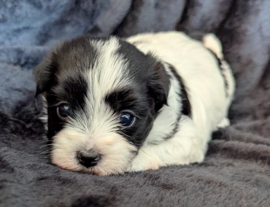 BUBBLES BUBBLES Havanese