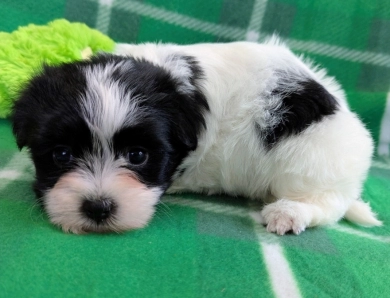 BUBBLES Havanese