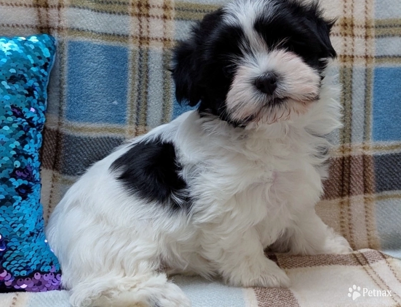 BUBBLES Havanese