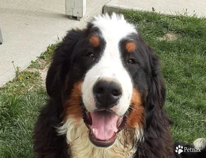 Dexter Bernese Mountain Dog