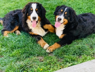 Dexter Bernese Mountain Dog