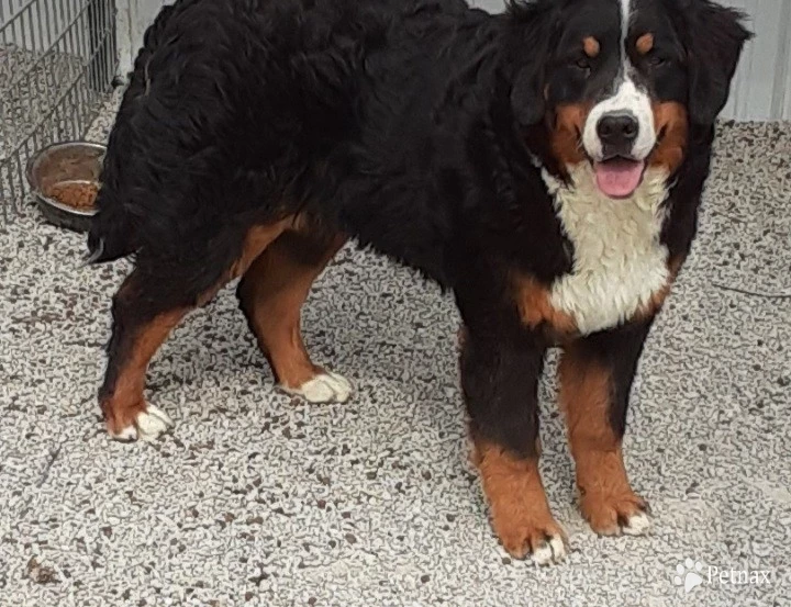 Daisy Bernese Mountain Dog