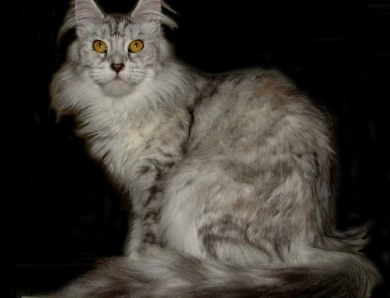 Hearthside Maine Coons
