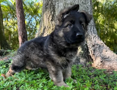 Bianca German Shepherd