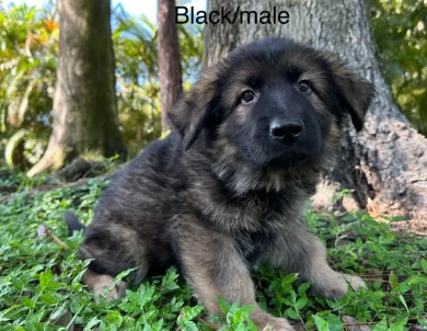 Bianca German Shepherd