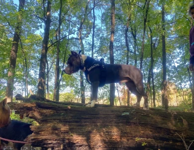 Gunsmoke's Another Part of Me American Staffordshire Terrier