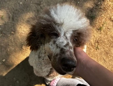 Star Standard Poodle