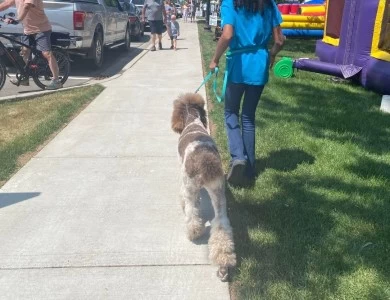 Star Standard Poodle