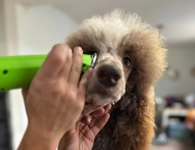 Star Standard Poodle