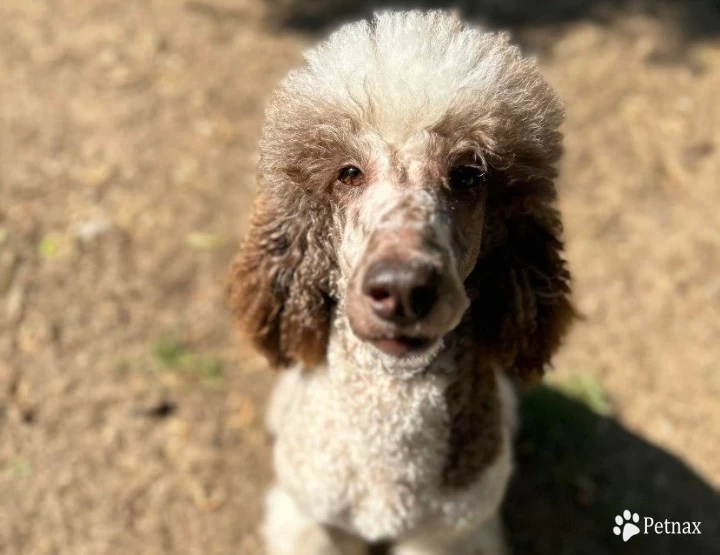 Star Standard Poodle