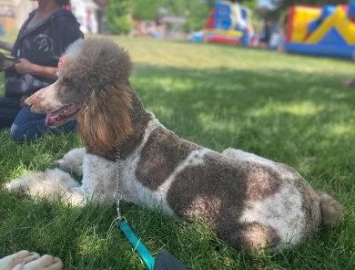 Star Standard Poodle