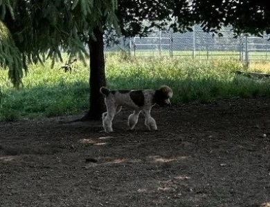 Star Standard Poodle