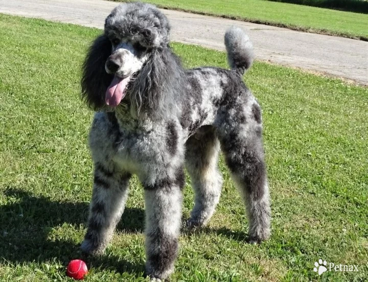 Junior Standard Poodle