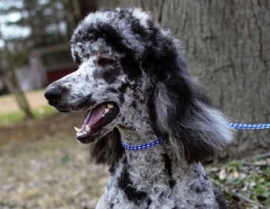 Junior Standard Poodle