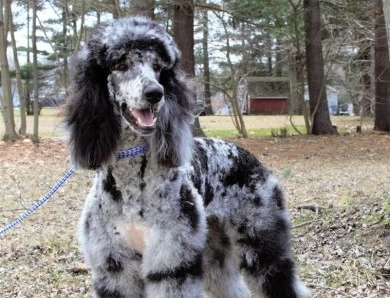 Junior Standard Poodle