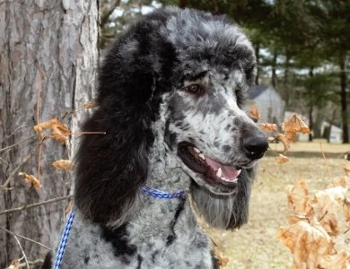 Junior Standard Poodle