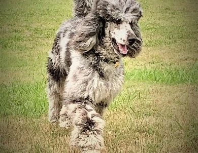 Junior Standard Poodle