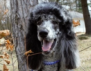 Junior Standard Poodle