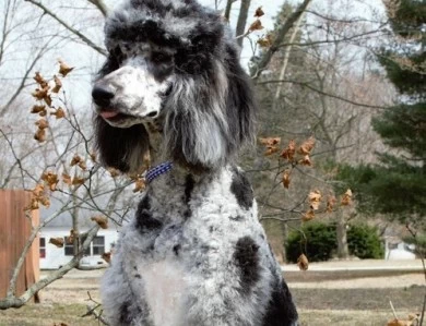 Junior Standard Poodle