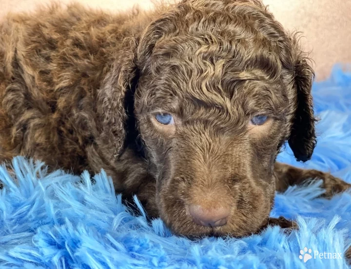 Abraham Standard Poodle