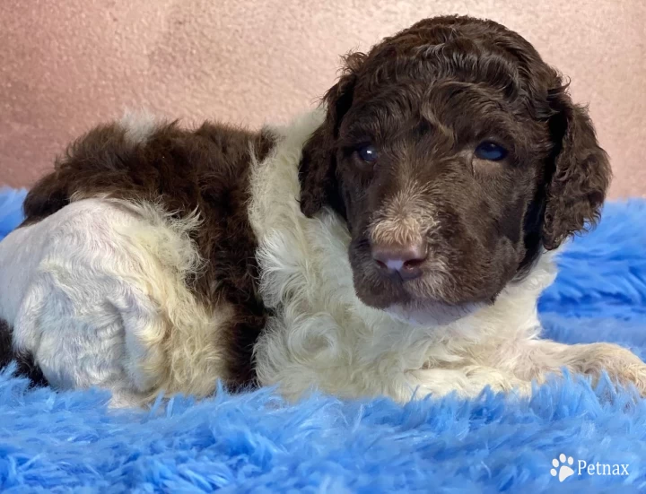 Israel Standard Poodle