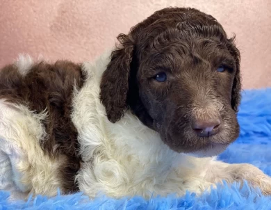 Israel Standard Poodle