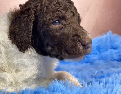 Israel Standard Poodle