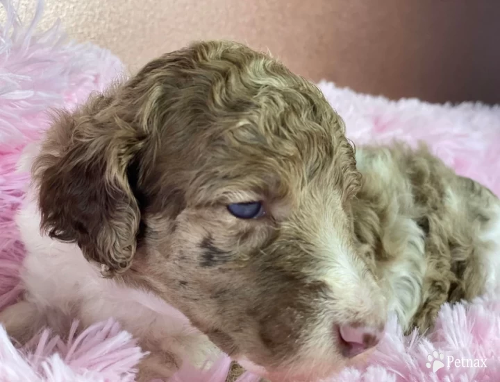 Sarai Standard Poodle