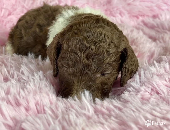 Ruth Standard Poodle