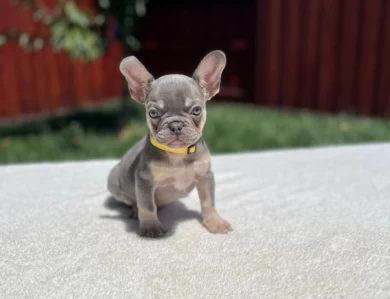 Blue and Tan French Bulldog (Frenchie)