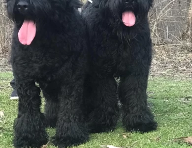 AKC Black Russian Terrier Pups!