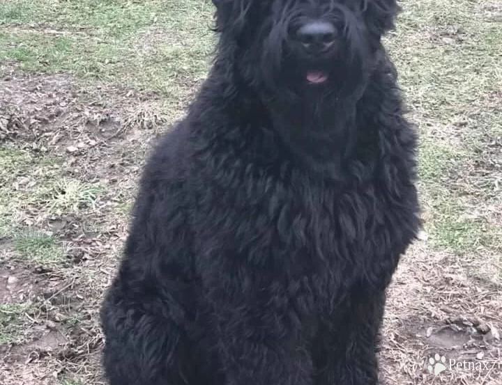 Mystique Black Russian Terrier