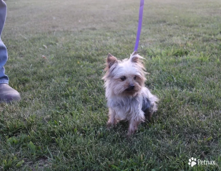 Banjo Yorkshire Terrier