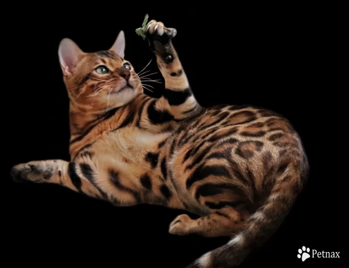 KungsgardenCats PharaoShark  AbsolutelyBella Bengal