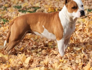 Sugar American Staffordshire Terrier