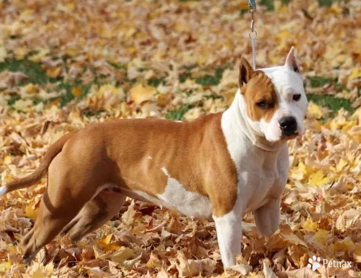 Sugar American Staffordshire Terrier