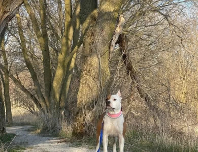 Sugar American Staffordshire Terrier