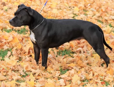 Hazel American Staffordshire Terrier