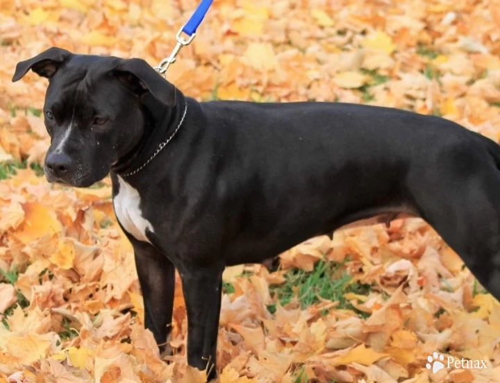 Hazel American Staffordshire Terrier