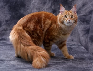 Reigning Cats Maine Coons