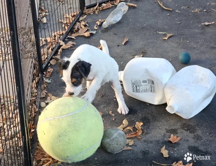 Boy 2 Jack Russell