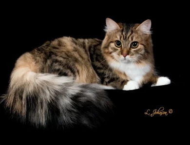 Reigning Cats Siberians