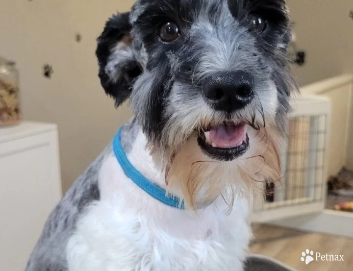 Saphira  Miniature Schnauzer