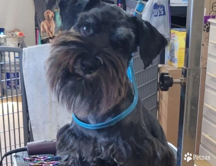 Harken Miniature Schnauzer