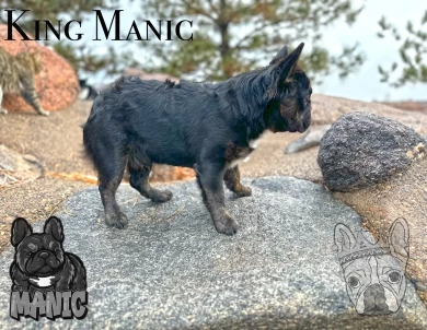 King Manic French Bulldog