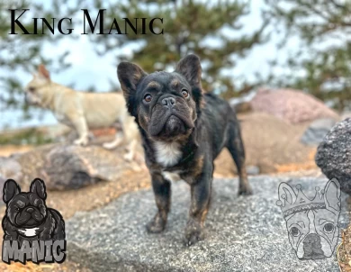 King Manic French Bulldog