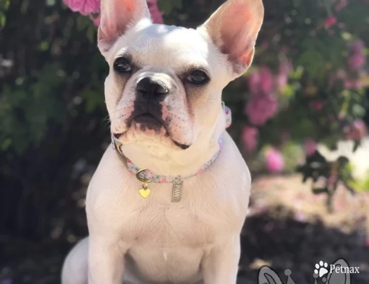 Princess Cora French Bulldog