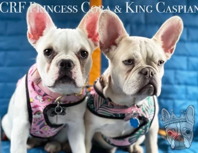 Princess Cora French Bulldog