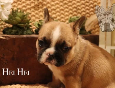 Moana Litter French Bulldog