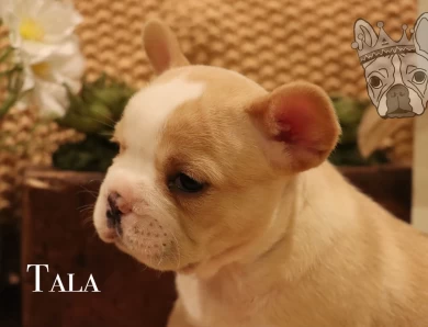 Moana Litter French Bulldog